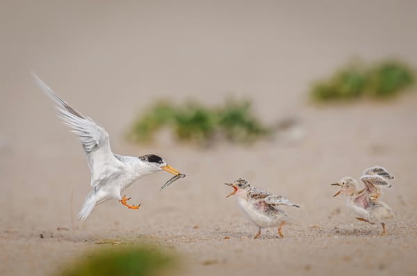 Wicked Pizza & Cat Rice 🈯️