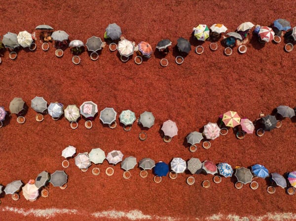 Self Made Fortune Cookies and Ginger Chews 🥠